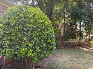 Bush Trimming by Deyonta Wright for George D. in Charlotte, NC