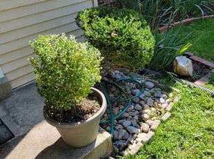 Bush Trimming by Edwin Villagran for Julie B. in Rockville, MD