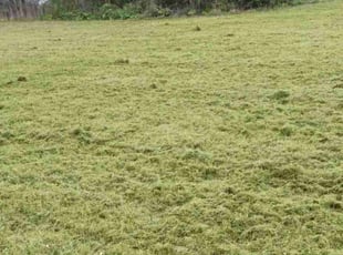Troy B.'s Lawn Care service result