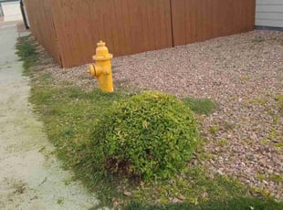 Bush Trimming by Wayne Mead for Dan V. in Colorado Springs, CO