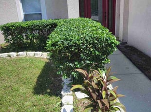 Bush Trimming by James Hewitt for Phillip L. in Valrico, FL