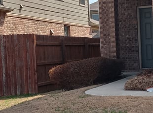 Bush Trimming by Joey Gamboa for Andrea K. in Austin, TX