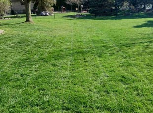 Wade A.'s Lawn Mowing service result