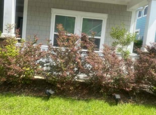 Weeding by Don'Trayvis Vaught for Miguel P. in Myrtle Beach, SC