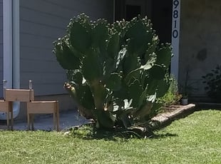 Bush Trimming by Zechariah Ledesma for Krystal B. in Austin, TX