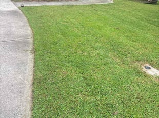 Jesse D.'s Bush Trimming service result