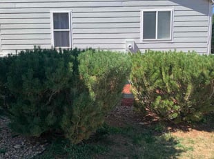 Bush Trimming by Brody Garth for David J. in Aurora, CO