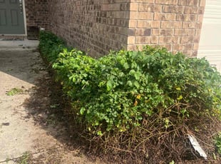 Bush Trimming by Noah Fiechtner for Andrea K. in Austin, TX