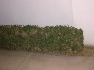 Bush Trimming by Nick Steffes for Kelly N. in Glendale, AZ