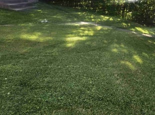 Kaiser R.'s Lawn Service service result