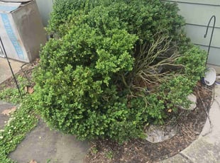 Bush Trimming by Van Woolley for James S. in Cherry Hill, NJ