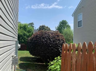 Bush Trimming by Scott Heslin for Wanda B. in Wake Forest, NC