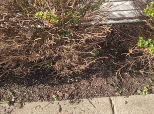 Weeding by Michael Weaver for Jennifer S. in La Vergne, TN