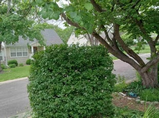 Bush Trimming by Crystal Beelek for Diana D. in Ballwin, MO