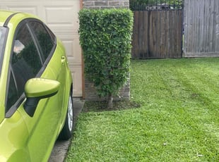 Bush Trimming by Gabriel Cardenas for James W. in La Porte, TX