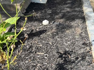 Weeding by Ethan Wright for Moronda W. in Marietta, GA