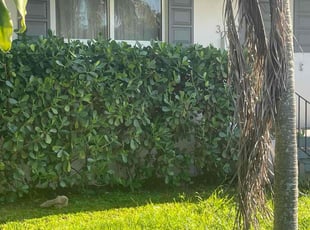 Bush Trimming by Fred Drajna for Ellen M. in Miami, FL
