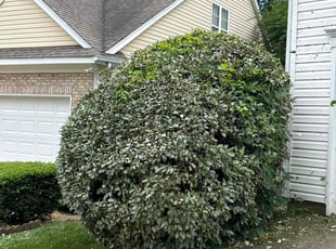 Bush Trimming by Ron Goldshmid for Jason D. in Charlotte, NC