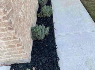 Weeding by Josiah Cantu for Bonnie M. in Pflugerville, TX