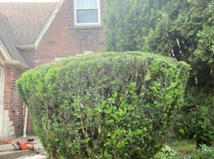 Bush Trimming by Gregory Williams Sr for Joyce B. in Detroit, MI