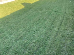 Amy A.'s Lawn Maintenance service result