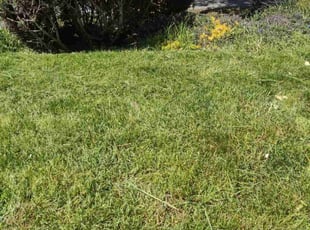 Joe M.'s Lawn Maintenance service result