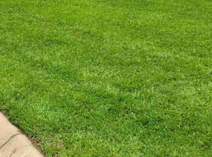 Magda L.'s Lawn Care service result