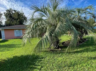 Anna S.'s Lawn Service service result