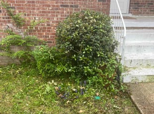 Bush Trimming by Tremaine Ward for Michael B. in Columbia, SC