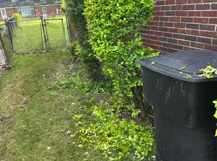 Leaf Removal by Andrew Schwartz for Belinda F. in Detroit, MI