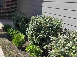 Bush Trimming by Victor Cortes for Tiffany D. in Jarrell, TX