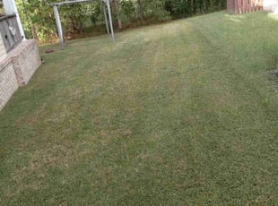 Nigel S.'s Lawn Mowing service result