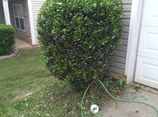 Bush Trimming by Shay Thaniel Washington for Daphne D. in Charlotte, NC
