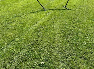 Betsy K.'s Lawn Service service result