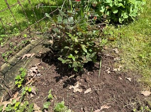 Landscaping by Erick Mendez Perez for Cristina D. in Maplewood, NJ