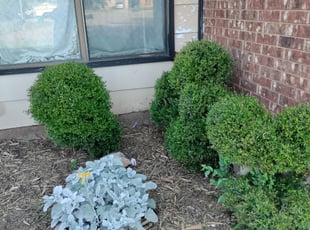 Weeding by Melissa Pryor for Teresa G. in Oklahoma City, OK