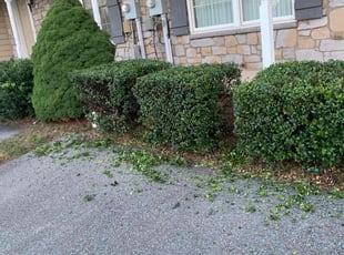 Bush Trimming by Francisco Hernandez for Shanell B. in York, PA