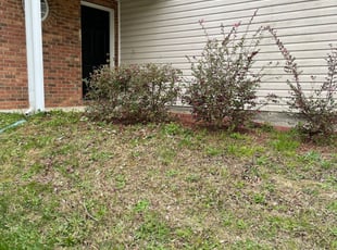 Bush Trimming by Kirk Brawley for Shenicka G. in Charlotte, NC
