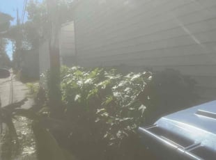 Bush Trimming by Jesus Alvarado for Donald C. in Minneapolis, MN