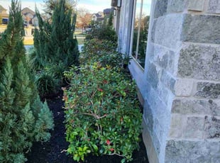 Bush Trimming by Briana Rivera for Heath C. in Richmond, TX