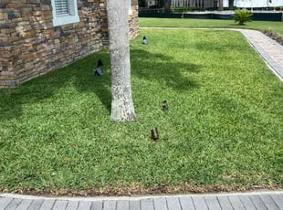 Adraine K.'s Yard Cutting service result