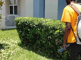 Bush Trimming by Willie Carmichael Jr for Marie L. in Apopka, FL