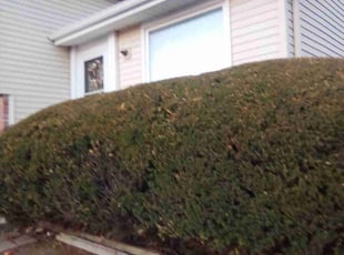 Bush Trimming by Laura Olivares for Michelle F. in Olathe, KS