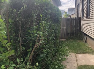 Bush Trimming by Domingo Cansino for Jonathan S. in West Allis, WI