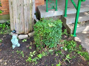 Bush Trimming by Kevin Anderson for Vanessa D. in Dallas, TX