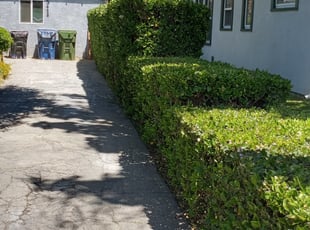 Bush Trimming by Jose Martinez for Dominique O. in Los Angeles, CA