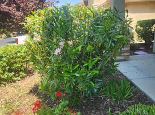 Bush Trimming by Juan Rodriguez for Umaasudhan N. in El Dorado Hills, CA