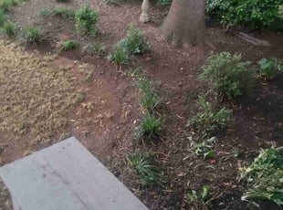 Leaf Removal by Sergey Priyemskiy for Robert L. in Charlotte, NC