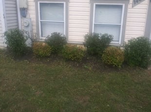 Bush Trimming by Dan Hume for Harold D. in Bowie, MD