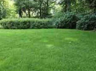 Sharon C.'s Lawn Maintenance service result